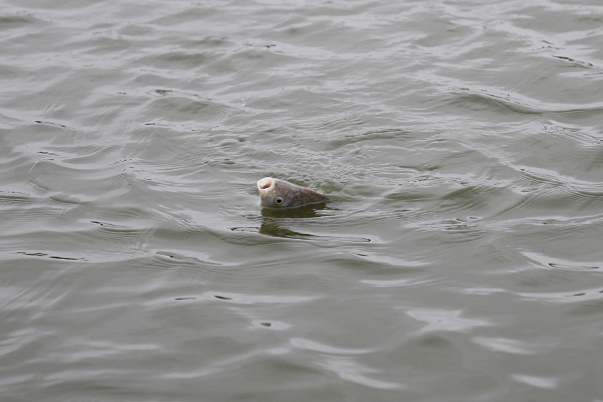 517d6649da54755e88fd1b3c02418251_1616924346_3357.jpg
