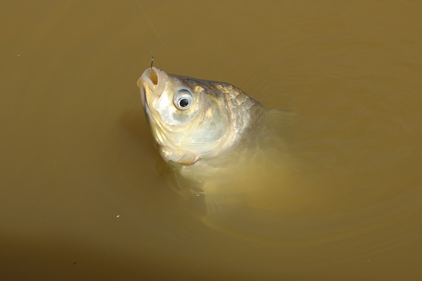 c2e63c68f3c4283767d8e3937ea397d0_1783843384_0477.jpg