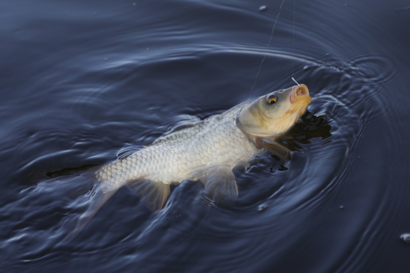 88738499ba926280404ac3cc91337ce6_1790503510_3805.jpg